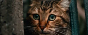 In Trentino è tornato il gatto selvatico